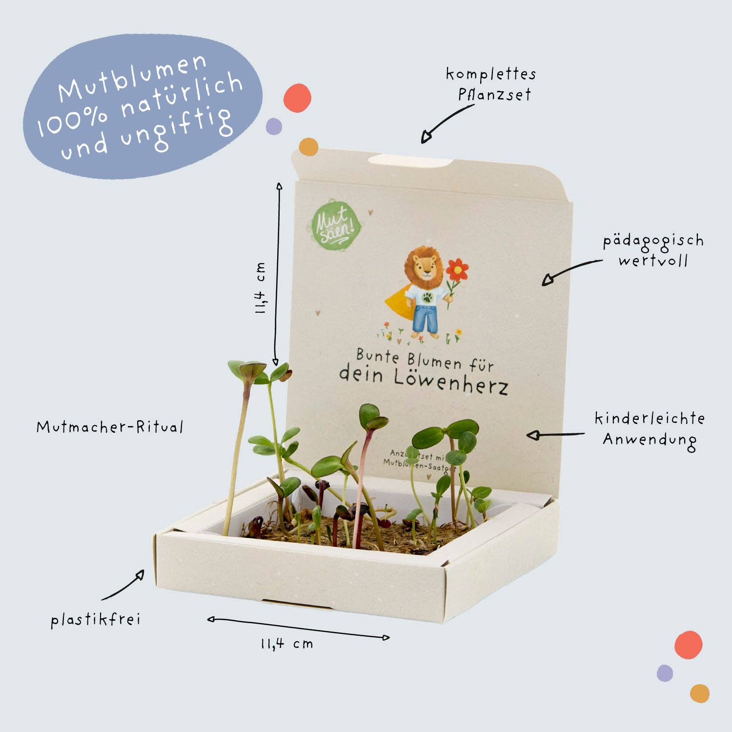 Back-to-School, Pflanzkästchen – Mutblumen TDJ Stadtgärtner GmbH - malmichbunt.de